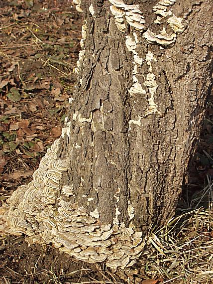 trúdnikovec pestrý Trametes versicolor (L.) Lloyd