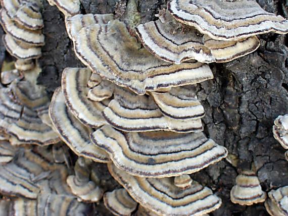 trudnikovec pestry. Trametes versicolor (L.) Lloyd