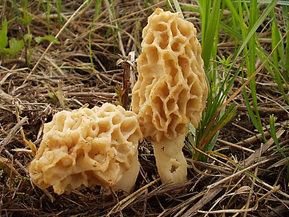 smrčok jedlý Morchella esculenta (L.) Pers.