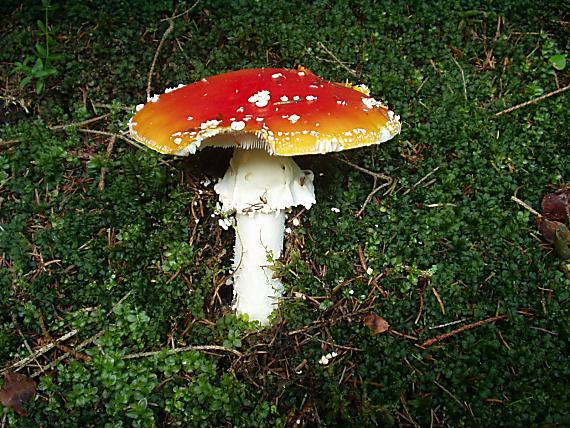 muchotrávka červená Amanita muscaria (L.) Lam.