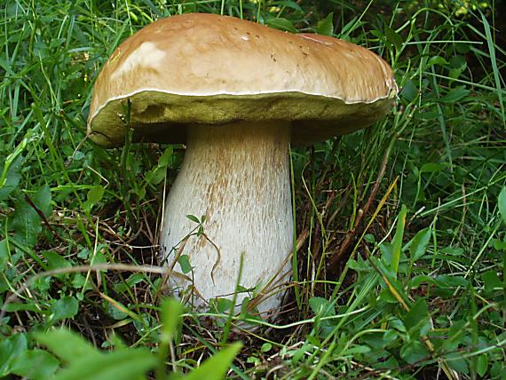 hrib smrekovy Boletus edulis Bull.