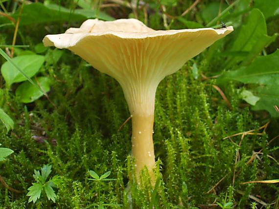 strmuľka lievikovitá Clitocybe gibba (Pers.) P. Kumm.