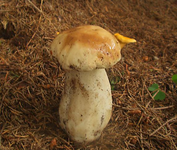 hrib smrekovy Boletus edulis Bull.