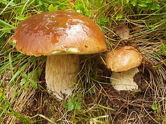 hrib smrekovy Boletus edulis Bull.