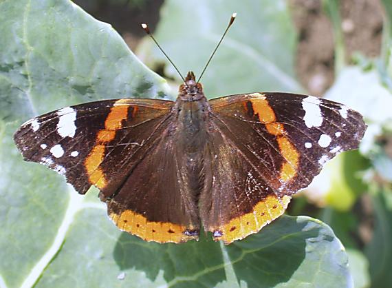 babočka admirálska Vanessa atalanta L