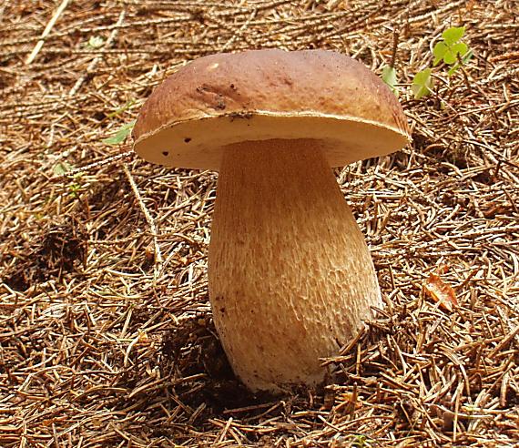 hríb smrekovy Boletus edulis Bull.