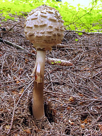 bedľa červenejúca Macrolepiota rhacodes