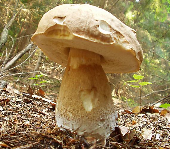 hríb smrekovy Boletus edulis Bull.