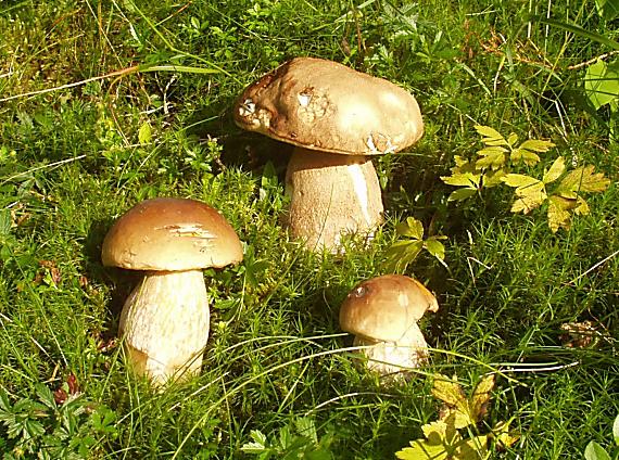 hríby smrekove Boletus edulis Bull.