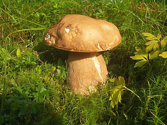 hríb smrekový Boletus edulis Bull.