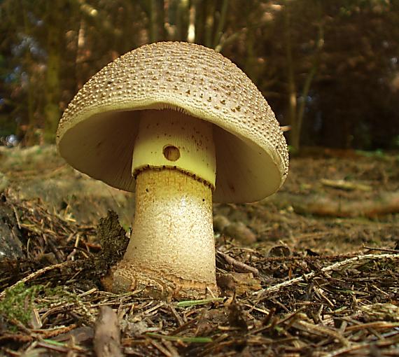 muchotrávka hrubá Amanita excelsa (Fr.) Bertill.