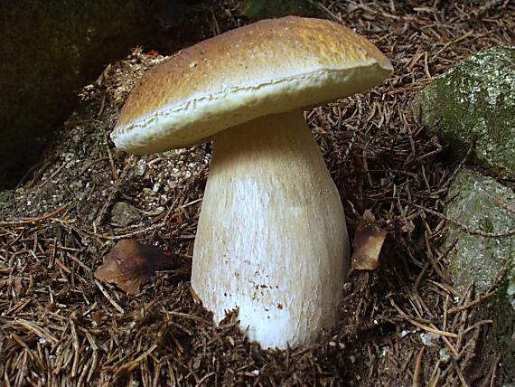 hríb smrekovy Boletus edulis Bull.