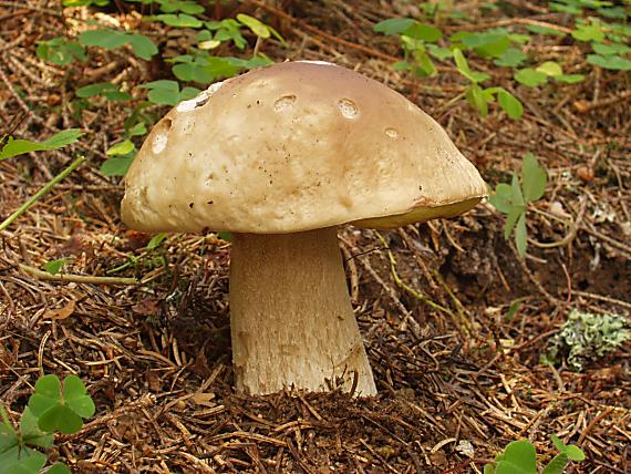 hríb smrekovy Boletus edulis Bull.