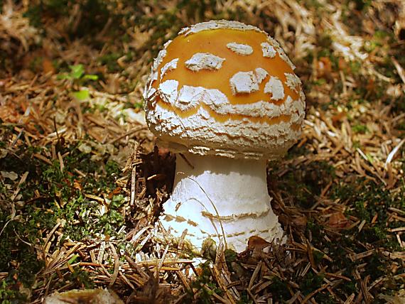 muchotrávka tigrovaná Amanita pantherina (DC.) Krombh.