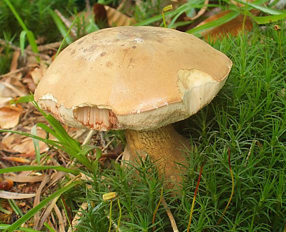 podhríb žlčový Tylopilus felleus (Bull.) P. Karst.