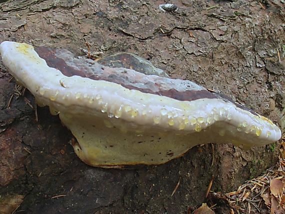 práchnovček pásikavý Fomitopsis pinicola (Sw.) P. Karst.