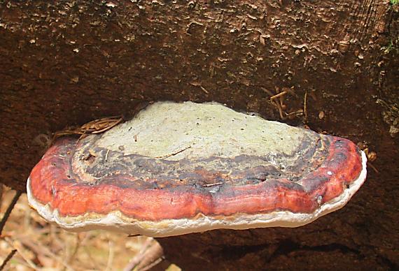 práchnovček pásikavý Fomitopsis pinicola (Sw.) P. Karst.