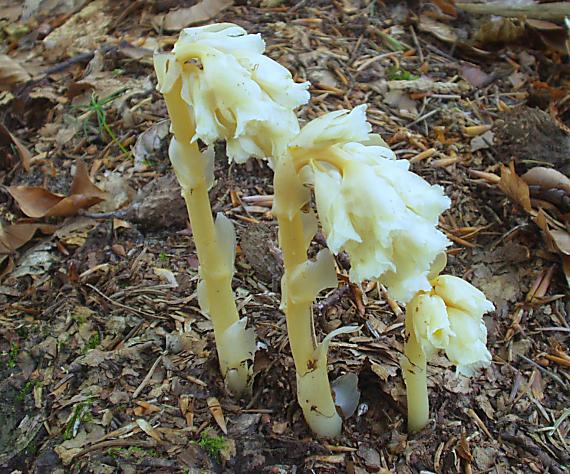 hniliak smrekový Monotropa hypopitys  L.