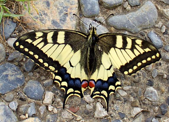 vidlochvost feniklový Papilio machaon.