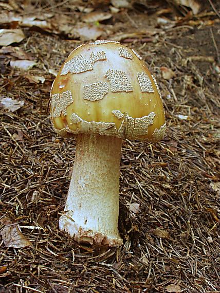 muchotrávka červenkastá Amanita rubescens Pers.