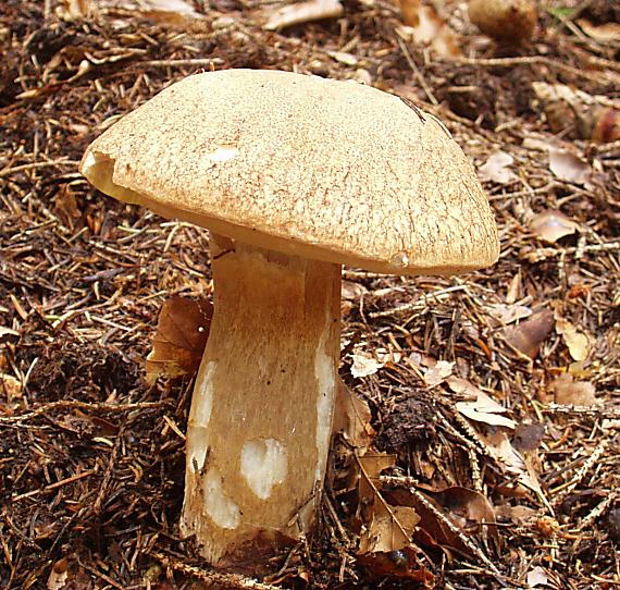 hríb smrekový Boletus edulis.