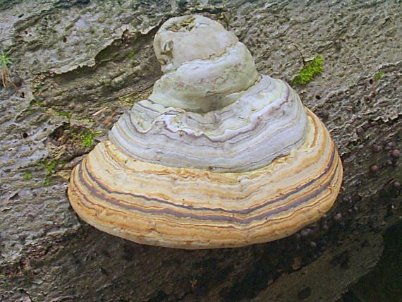 práchnovec kopytovitý Fomes fomentarius (L.) J.J. Kickx