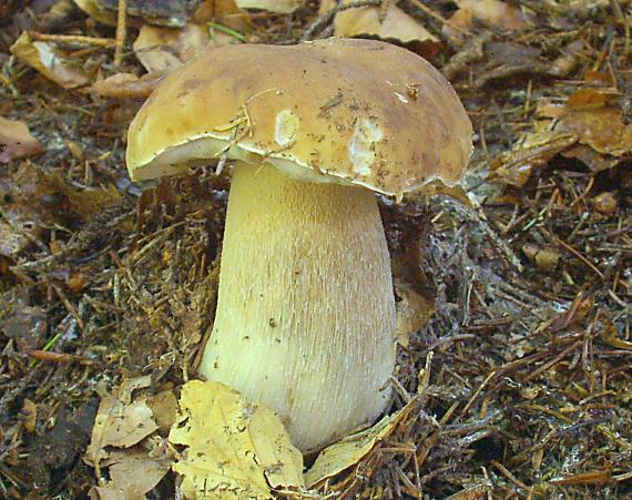 hríb smrekový Boletus edulis Bull.