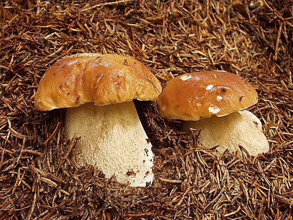 hríb smrekový Boletus edulis Bull.