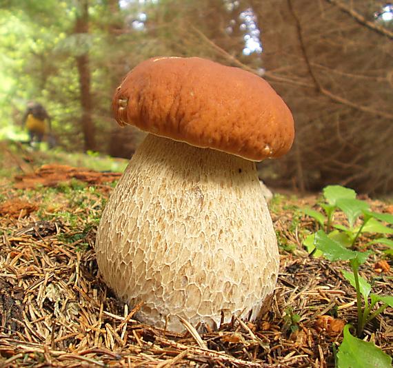 hríb smrekový Boletus edulis Bull.