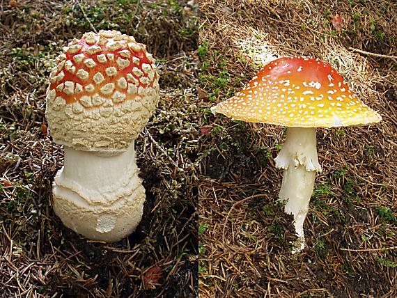 muchotrávka červená Amanita muscaria (L.) Lam.