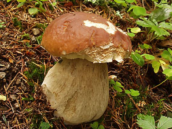 hríb smrekový Boletus edulis Bull.