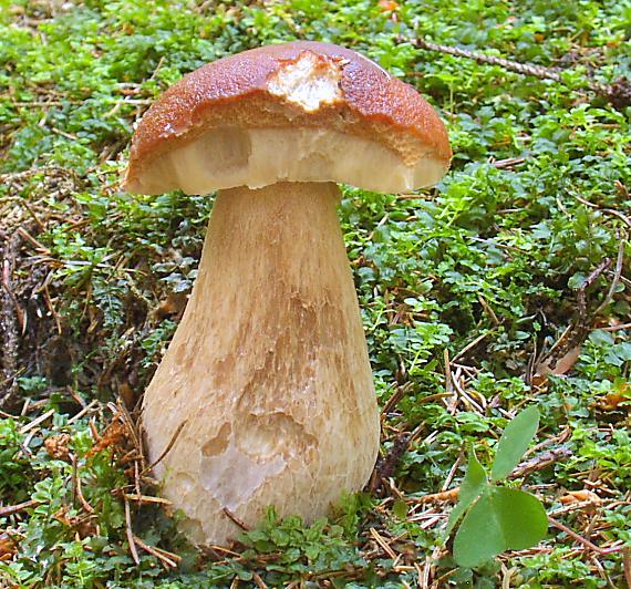 hríb smrekový Boletus edulis Bull.