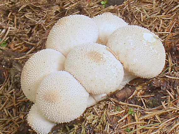 prášnica bradavičnatá Lycoperdon perlatum Pers.