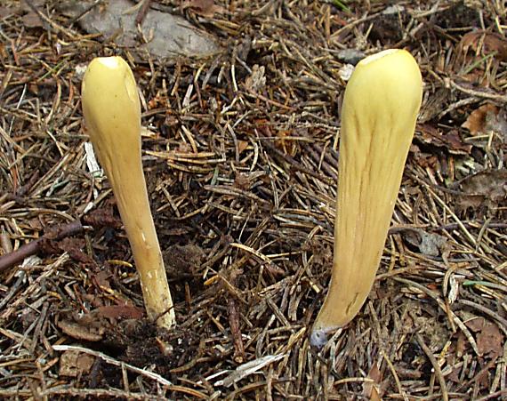 kyjak obrovský Clavariadelphus pistillaris (Fr.) Donk