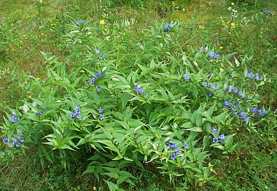 horec luskáčovitý. Gentiana ascepiadea Scop.