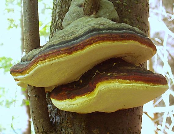 práchnovček pásikavý. Fomitopsis pinicola (Sw.) P. Karst.