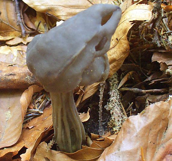 chriapač jamkatý Helvella lacunosa Afzel.