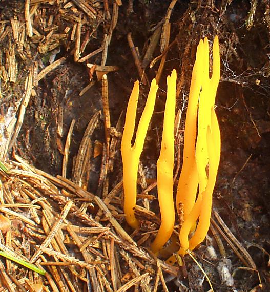 parôžkovec lepkavý Calocera viscosa (Pers.) Fr.