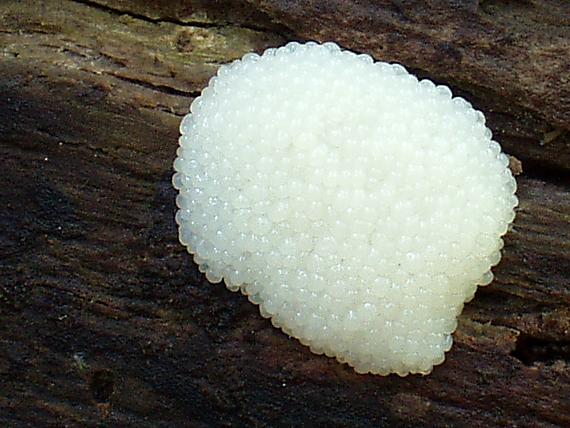 slizovka Myxomycetes