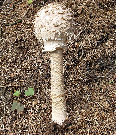 bedľa Vysoká Macrolepiota procera (Scop.) Singer