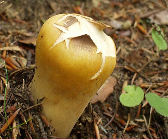 kyjak obrovský Clavariadelphus pistillaris (Fr.) Donk