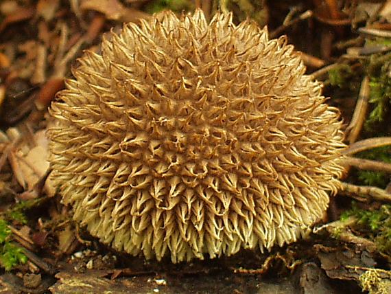 prášnica pichliačová Lycoperdon echinatum Pers.