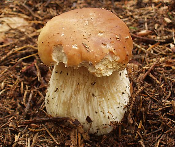 hríb smrekový Boletus edulis Bull.