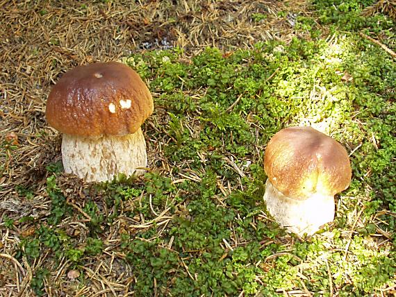 hríb smrekový Boletus edulis Bull.