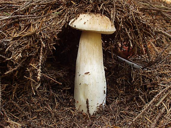 hríb smrekový Boletus edulis Bull.