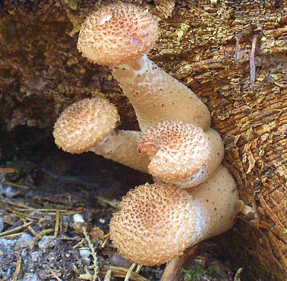 podpňovka tmavá Armillaria ostoyae (Romagn.) Herink