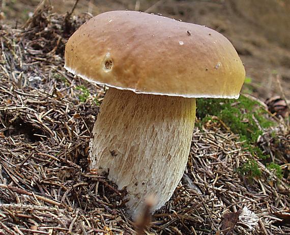 hríb smrekový Boletus edulis Bull.