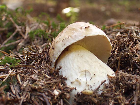 hríb smrekový Boletus edulis Bull.