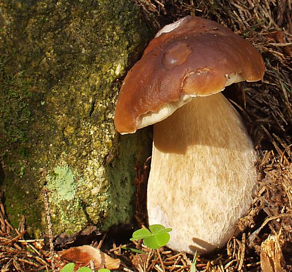 hríb smrekový Boletus edulis Bull.