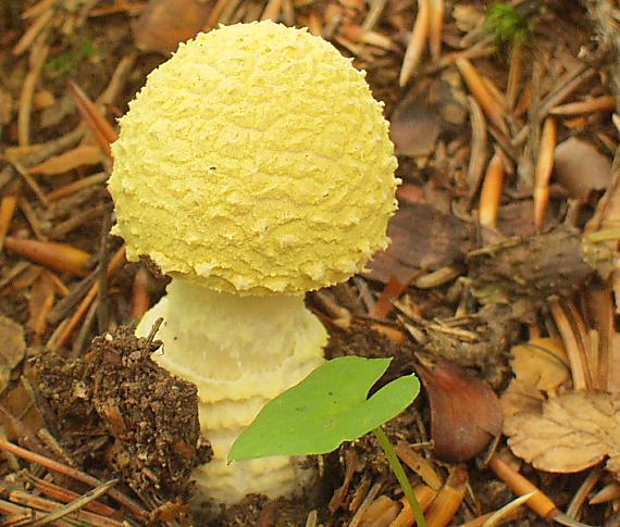 muchotrávka kráľovská Amanita regalis (Fr.) Michael